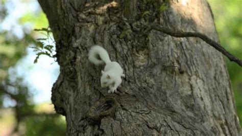 Baby White Squirrel - YouTube