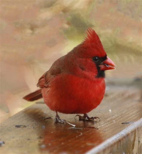 Northern Cardinal male with seed - FeederWatch