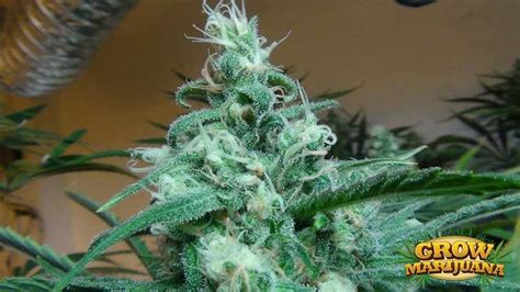 Blue Dream Seeds - Strain Review | Grow-Marijuana.com