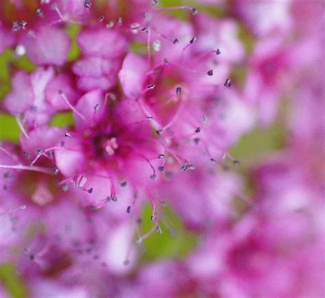 La Vie en Rose by manu #Photography #Flowers Outdoor Plants, Outdoor Gardens, Outdoor Space ...