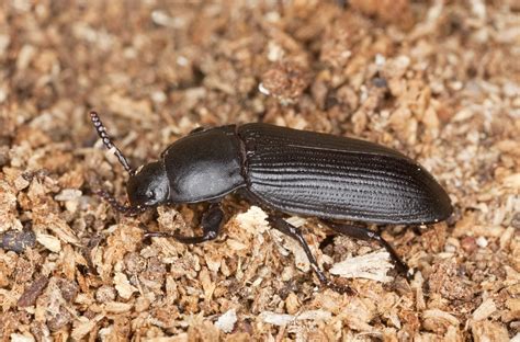 Identification Of Darkling Beetles: Learn About Darkling Beetle Control | Gardening Know How