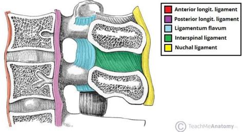 The Cervical Spine - Features - Joints - Ligaments - TeachMeAnatomy