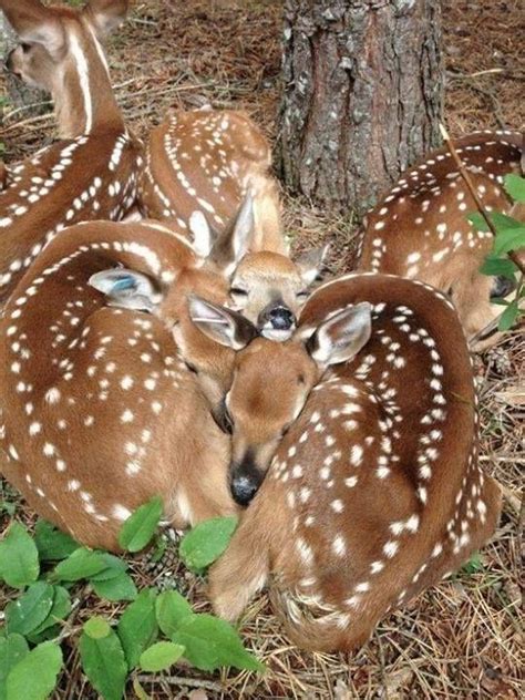 Sleeping fawns | Cute animals, Animals, Nature animals