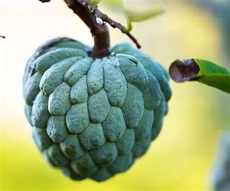 Sugar Apple Seeds-chloriseeds