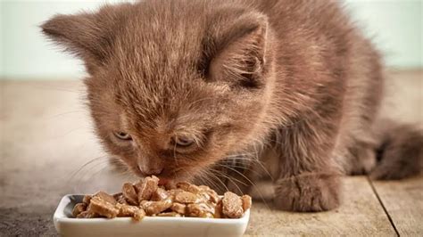 Best Kitten Dry Food