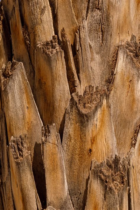 Palm Tree Trunk Texture Free Stock Photo - Public Domain Pictures