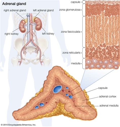 The adrenal gland | Adrenoleukodystrophy.info