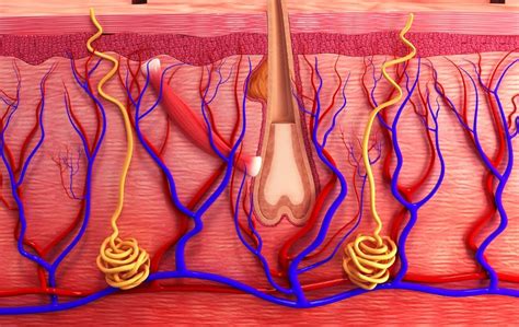 Understanding The Layers Of Your Skin - USA Vein Clinics