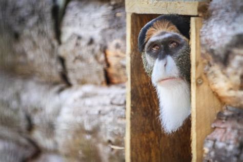 VIDEO: Meet the residents of Fife Zoo as site prepares to welcome public through its doors - The ...