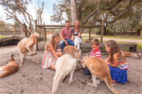 Kangaroos @ Caversham Wildlife Park | Wildlife park, Australian ...