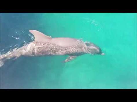 VIP Dolphin Swim Adventure at Ocean World excursion Amber Cove - YouTube