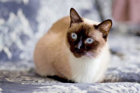 200+ of the Best Names for Your Siamese Cat - Yahoo Sports