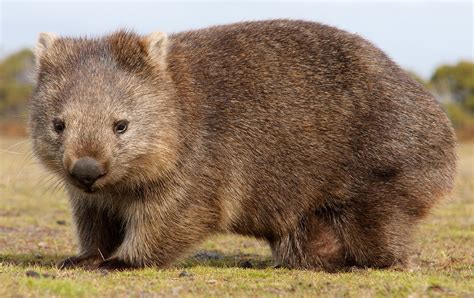 Wombat Pet