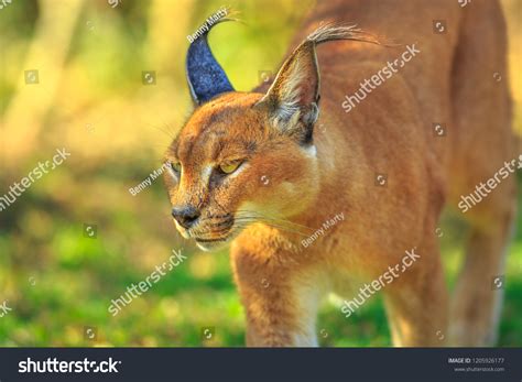 Closeup Caracal African Lynx Desert Cat Stock Photo 1205926177 ...