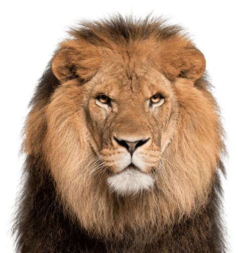 Lion Face White Background Png