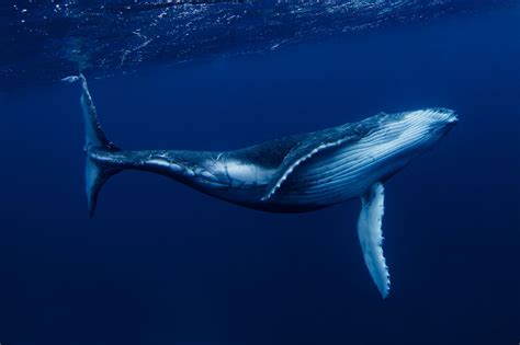 Fascinating Journey in the Blue World with Whales | Whale species, Baleen whales, Whale pictures