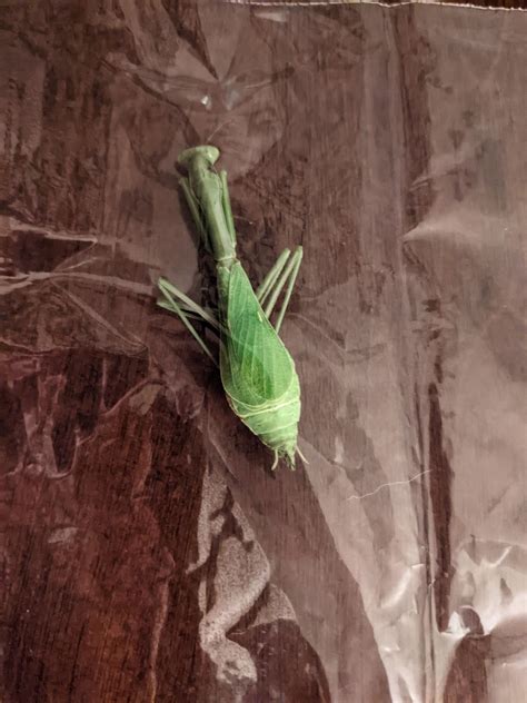 Pregnant praying mantis? : r/insectpinning