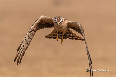 Montagu Harrier harrying - low ground level flight hunting… | Flickr