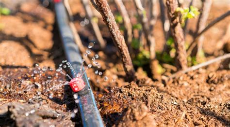 How to Install a DIY Drip Irrigation System in 9 Easy Steps