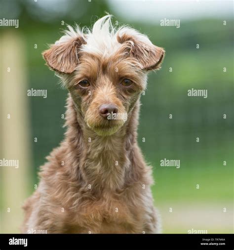 Heinz 57 dog hi-res stock photography and images - Alamy