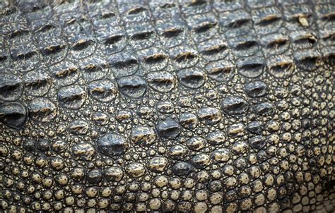Wallpaper leather, crocodile, texture, leather, crocodile, skin images for desktop, section ...