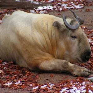 Golden Takin - Facts, Diet, Habitat & Pictures on Animalia.bio