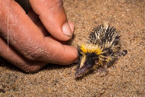 Lowland streaked tenrec (Hemicentetes semispinous) | Flickr