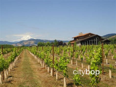 5 BEST Hood River Wineries