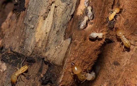 Blog - Important Aspects Of Handling Subterranean Termites