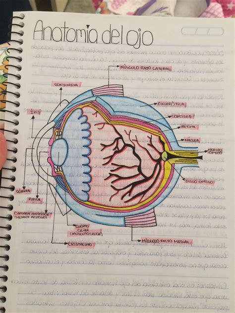 Ojo y sus partes | Libros de anatomia, Anatomía del ojo, Anatomía