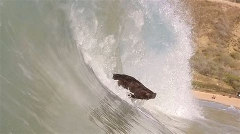 The AMAZING Surfing Pig! - YouTube