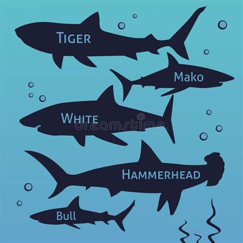 Shark vector silhouettes set. Sea fish, animal swimming, fauna illustration. royalty free ...