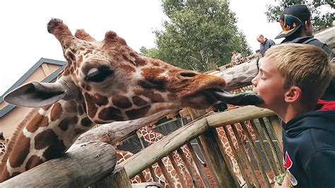 Lustige Tiere im Zoo gegen Kinder Zusammenstellung - YouTube