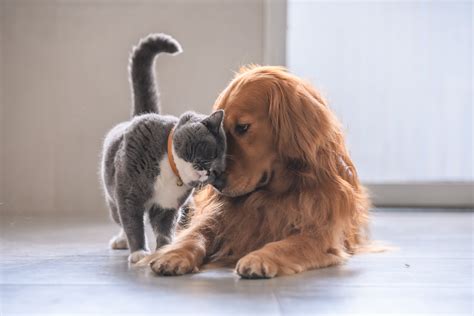 Cat and Dog Wrap Each Other In Hug In 'Wholesome' Video: 'You're Mine ...