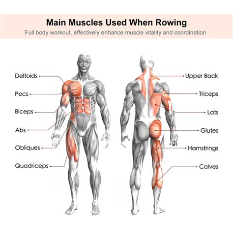 15 Benefits of Rowing Machine and How to Reap Results Faster • Topiom ...