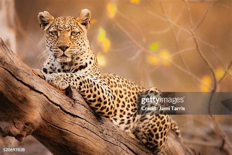 Leopard Resting On A Tree Photos and Premium High Res Pictures - Getty ...