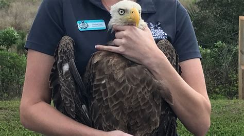 Rehabilitated Bald Eagle Released Back into the Wild