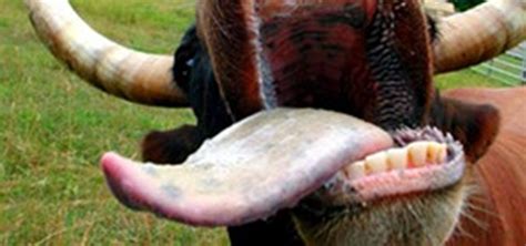 This Cow Tongue Looks Delicious « Meat Recipes :: WonderHowTo