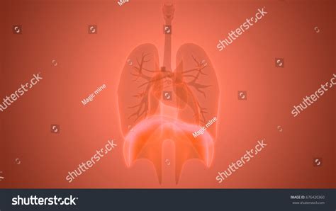 Human Body Organs Diaphragm Anatomy 3d Stock Illustra - vrogue.co