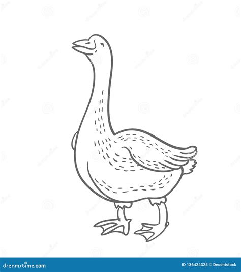 White Goose Isolated On White Background, Goose Hand Drawn Stock Vector ...