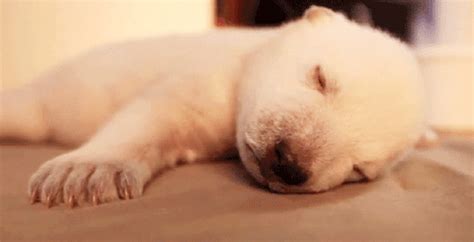 Sleepy Puppy 54 GIF Animated Picture