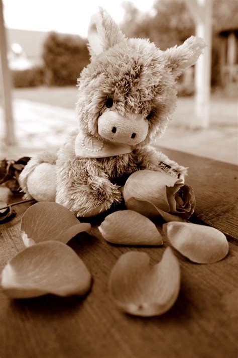 Free Images : white, retro, cute, romance, romantic, nostalgia, flowers, teddy bear, donkey ...
