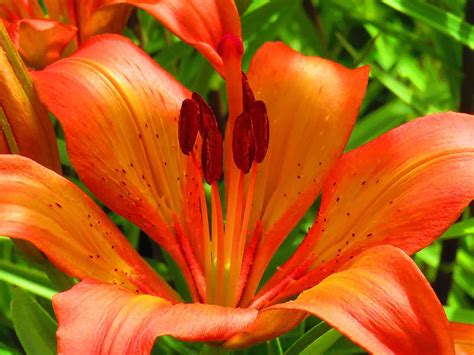 A Complete Guide to Growing Lilies - Primrose UK