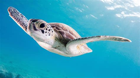 Turtle Close Up Photography Of Brown Sea Turtle Tortoise Image Free Photo