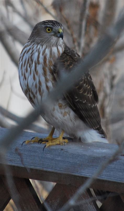 Our Bird Friends: Sharp-shinned Hawk (juvenile)