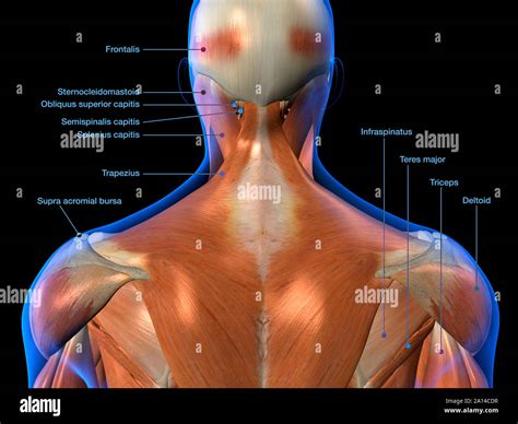 Labeled Anatomy Chart Of Male Back Muscles, On Black, 52% OFF