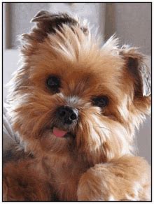 Yorkshire Terrier Quiz: How Much Do You Know About This Toy Breed?