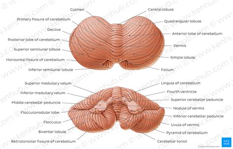 Cerebellum: Afferent and efferent connections | Kenhub