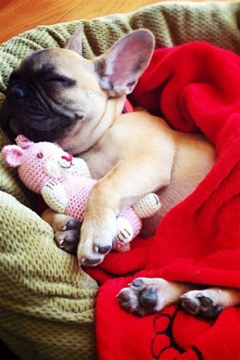 The 14 Most Awkward French Bulldog Sleeping Positions