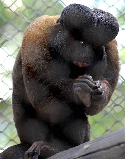 Southern-Bearded Saki Monkey | Not pictured: Beavis.(Photo of a ...